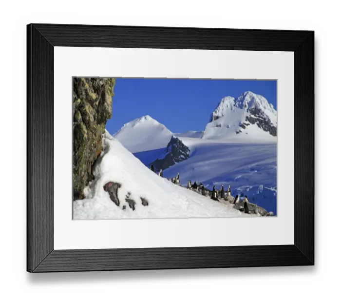 Framed Print : Gentoo penguins and chicks (Pygoscelis papua) at rookery in Paradise Harbor, Antarctica