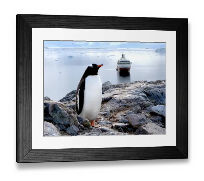 Framed Print : A Gentoo (Pygoscelis papua) at Neko Harbor, Antarctica on a rocky mountain with a Framed Print : A Gentoo (Pygoscelis papua) at Neko Harbor, Antarctica on a rocky mountain with a