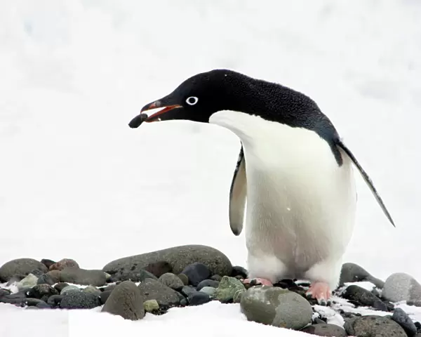 An Adelie Penguin (Pygoscelis Adeliae) at Paulet Island, Antarctic Peninsula, building