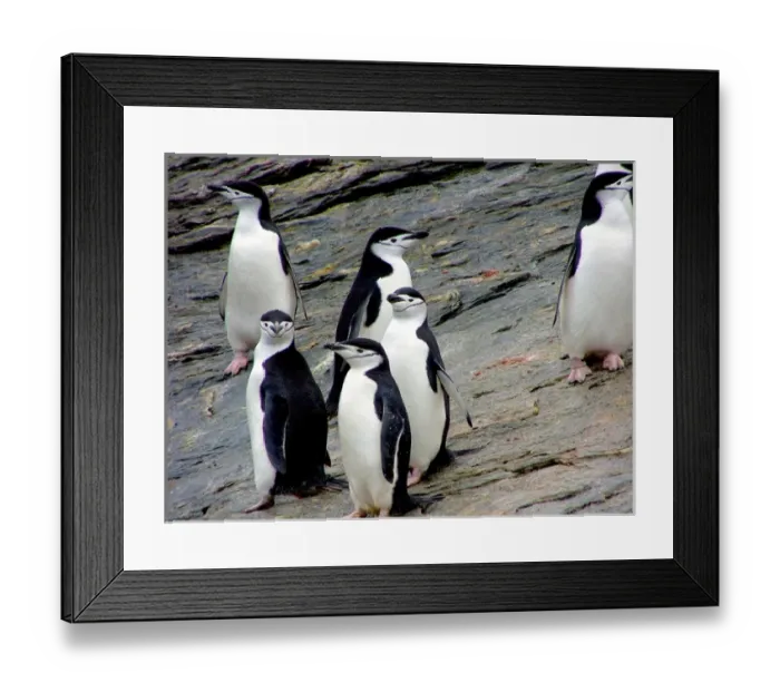 Framed Print : A waddle (group) of Chinstrap Penguins (Pygoscelis antarctica) at Gibbs Island (South