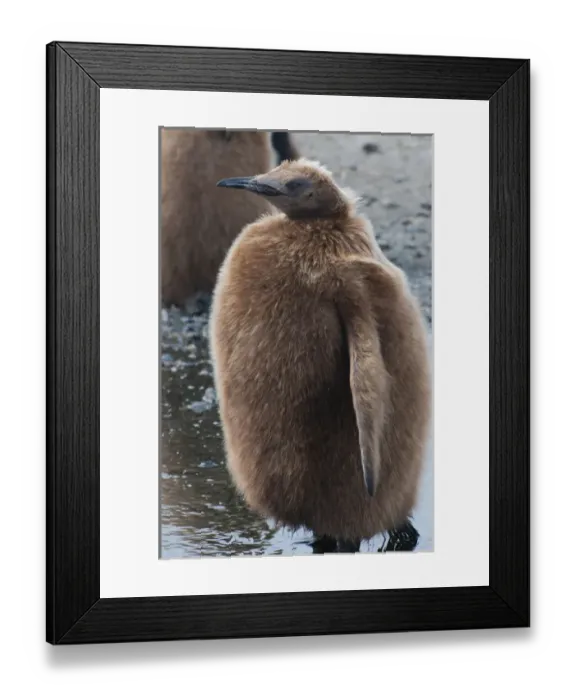 Framed Print : South Georgia. Salisbury Plain. King penguins (Aptenodytes patagonicus) chick with Framed Print : South Georgia. Salisbury Plain. King penguins (Aptenodytes patagonicus) chick with