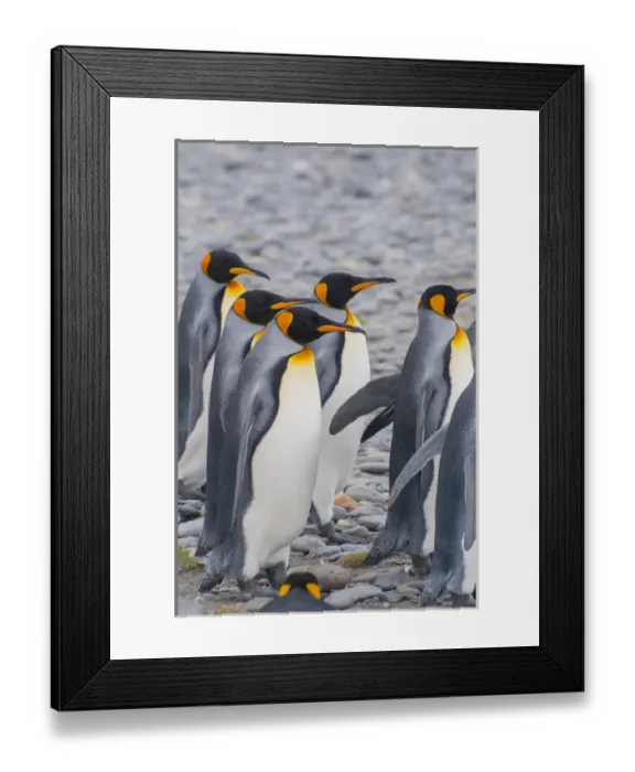 Framed Print : South Georgia. Stromness. King penguins (Aptenodytes patagonicus) walking on the beach Framed Print : South Georgia. Stromness. King penguins (Aptenodytes patagonicus) walking on the beach
