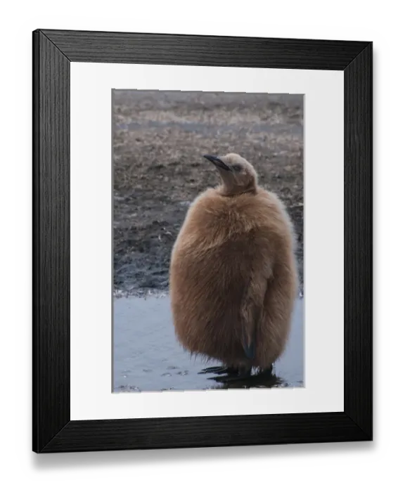 Framed Print : South Georgia. Salisbury Plain. King penguins (Aptenodytes patagonicus) chick with