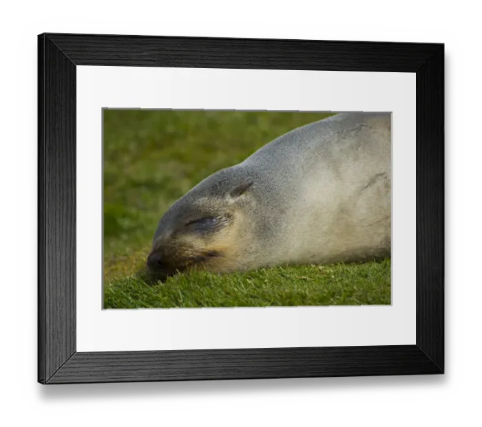 Framed Print : South Georgia. Stromness. Antarctic fur seal (Arctocephalus gazella) sleeping Framed Print : South Georgia. Stromness. Antarctic fur seal (Arctocephalus gazella) sleeping