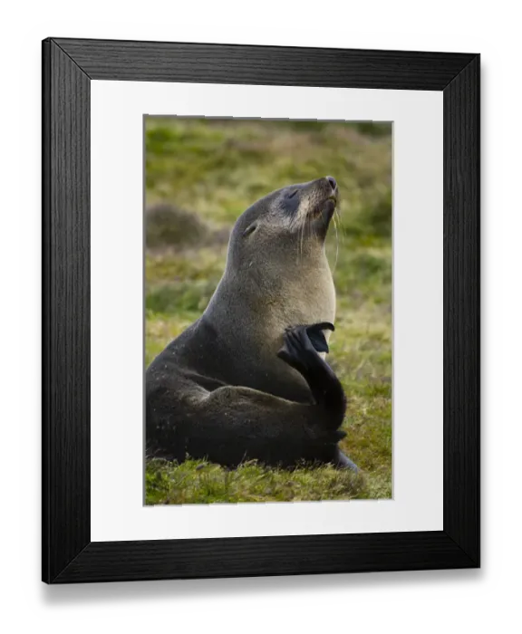 Framed Print : South Georgia. Stromness. Antarctic fur seal (Arctocephalus gazella) scratching itself