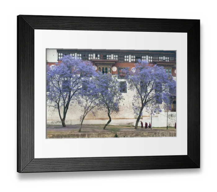 Framed Print : Asia, Bhutan. Monks walking by jacaranda trees outside Punakha Dzong palace. Credit as