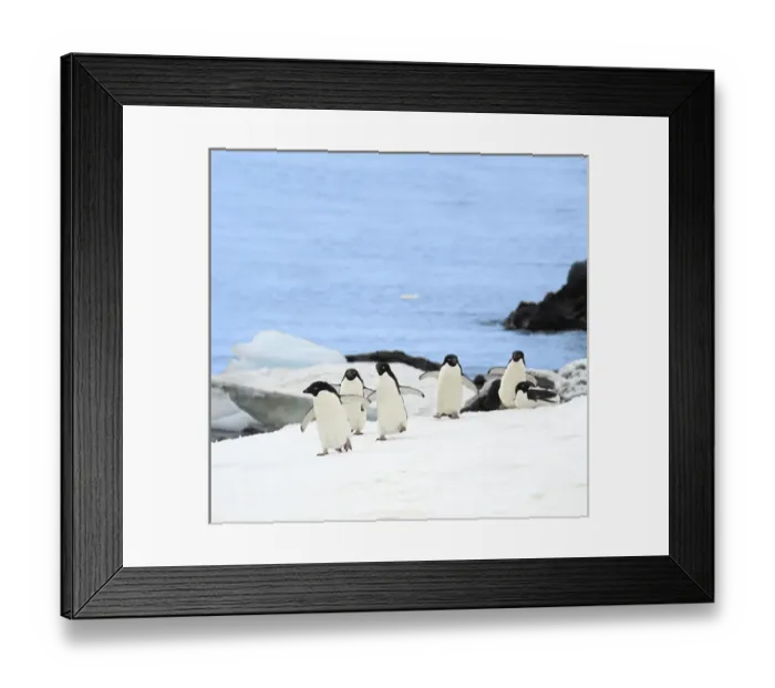 Framed Print : Gentoo penguins (Pygoscelis papua) waddle away from the Arctic Sea toward their rookery Framed Print : Gentoo penguins (Pygoscelis papua) waddle away from the Arctic Sea toward their rookery