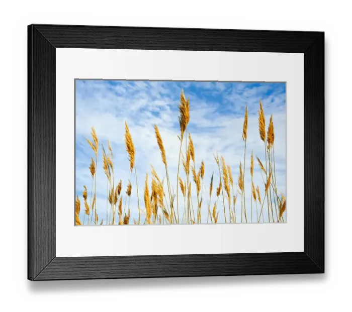 Framed Print : Wheat blowing in the wind Framed Print : Wheat blowing in the wind