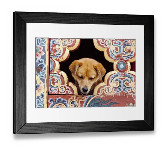 Framed Print : A privileged dog peeks through an elaborately painted window at the Gangteng Monastery