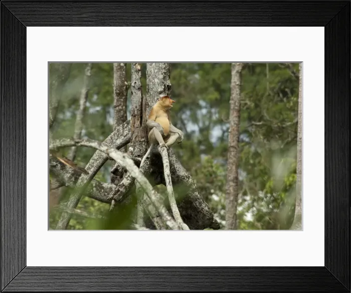 Framed Print : Borneo, Brunei. Mangrove forest on Brunei River, near Bandar Seri Begawan