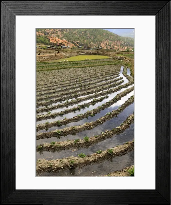 Framed Print : Asia, Bhutan, Paro. Farm in the Paro Valley Framed Print : Asia, Bhutan, Paro. Farm in the Paro Valley