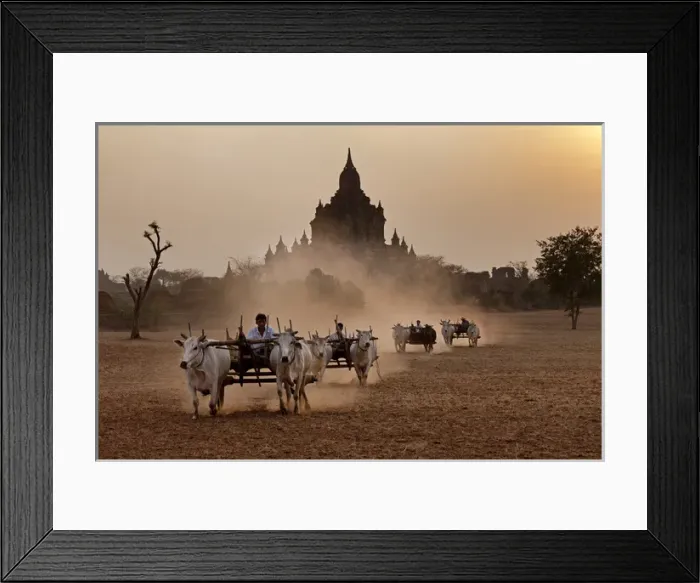 Framed Print : Carts pulled on a dusty field, Bagan, Myanmar Framed Print : Carts pulled on a dusty field, Bagan, Myanmar