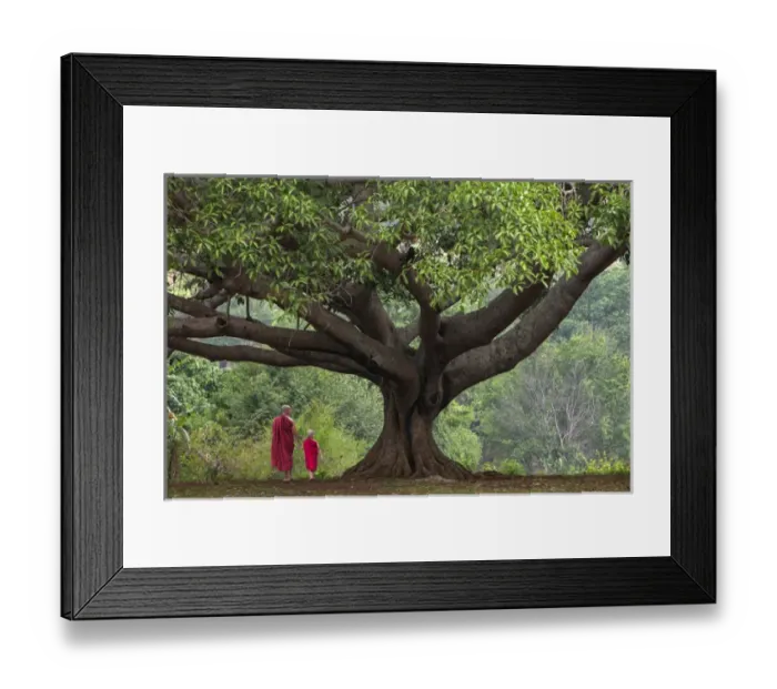 Framed Print : Myanmar, Pindaya. Buddhist monks under giant banyan tree Framed Print : Myanmar, Pindaya. Buddhist monks under giant banyan tree