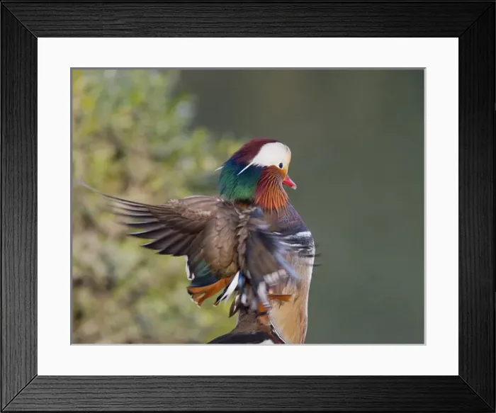 Framed Print : Beijing China, Male Mandarin Duck flapping wings