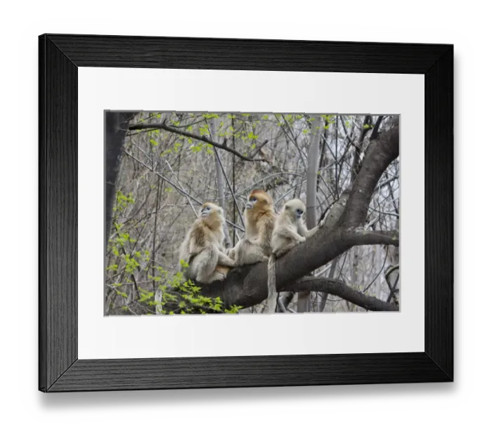 Framed Print : Qinling Mountains, Golden Monkey group in tree Framed Print : Qinling Mountains, Golden Monkey group in tree