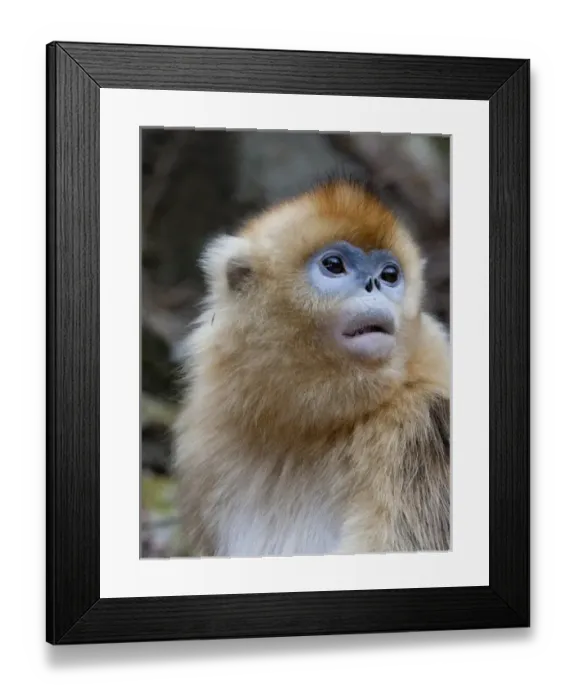 Framed Print : Qinling Mountains, Female golden monkey Framed Print : Qinling Mountains, Female golden monkey