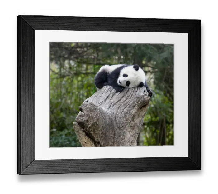 Framed Print : Wolong Reserve, China, Baby panda asleep on stump Framed Print : Wolong Reserve, China, Baby panda asleep on stump