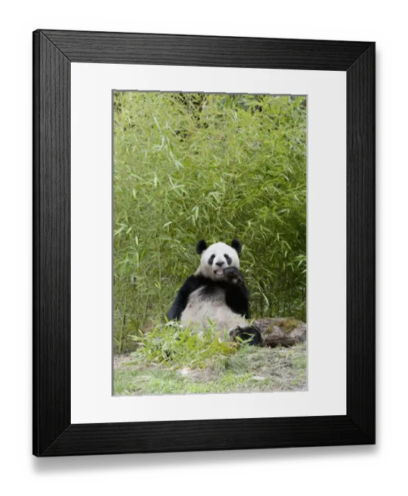Framed Print : Wolong Reserve, China, Giant panda eating bamboo Framed Print : Wolong Reserve, China, Giant panda eating bamboo