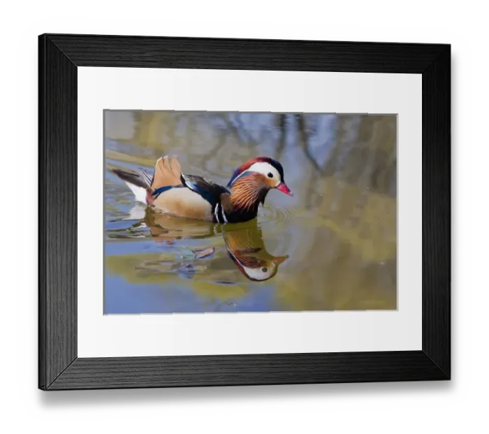 Framed Print : Beijing China, Male mandarin duck swimming in pond