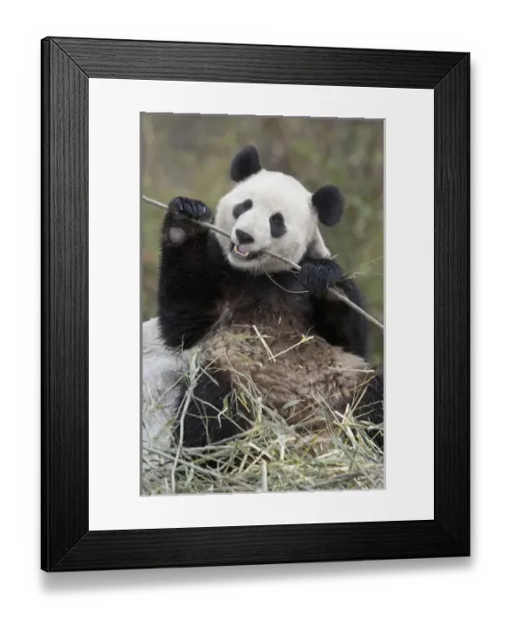 Framed Print : Wolong Reserve, China, Giant panda eating bamboo Framed Print : Wolong Reserve, China, Giant panda eating bamboo