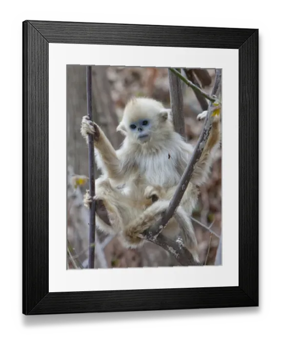 Framed Print : Qinling, China, Golden monkey youngster in tree Framed Print : Qinling, China, Golden monkey youngster in tree
