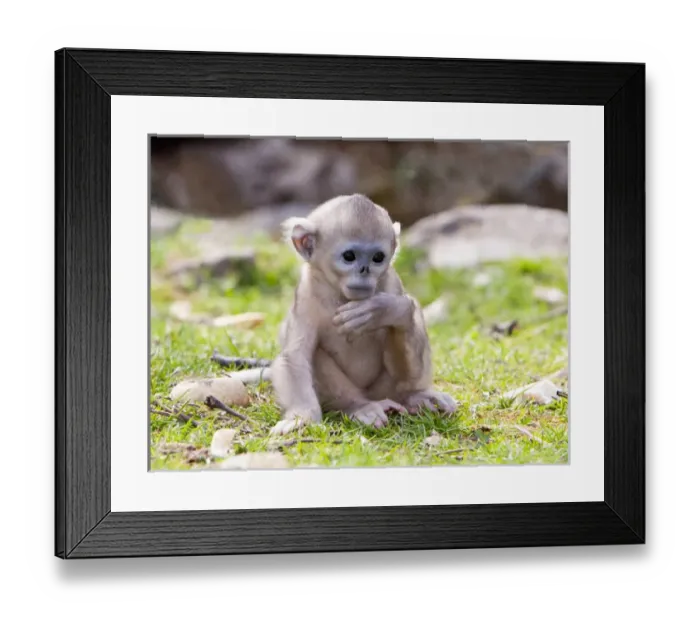 Framed Print : Qinling Mountains, China, Baby Golden Monkey portrait Framed Print : Qinling Mountains, China, Baby Golden Monkey portrait