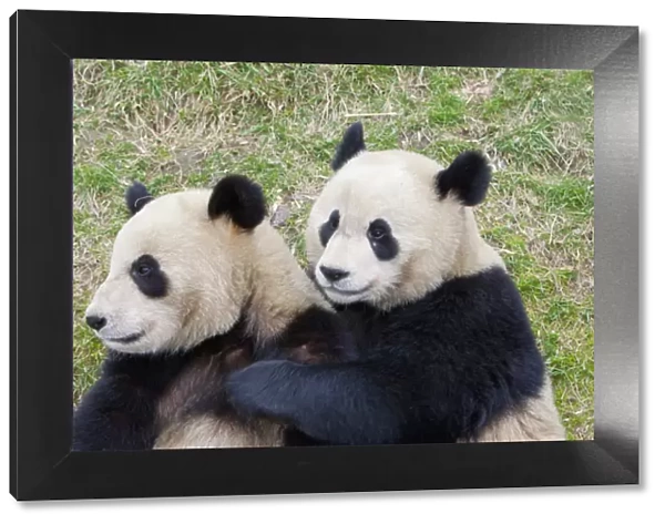 Wolong Reserve, China, Giant panda hugging another