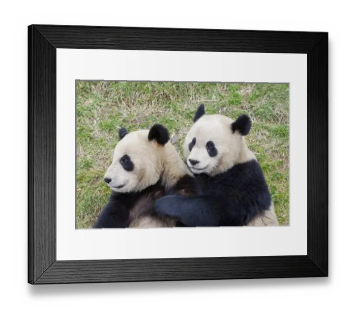 Framed Print : Wolong Reserve, China, Giant panda hugging another