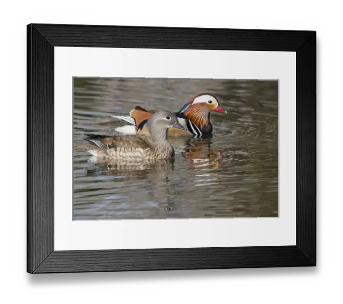Framed Print : Beijing, China, Mating pair of Mandarin ducks on lake