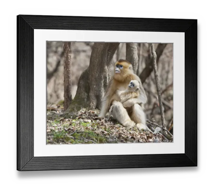Framed Print : Qinling Mountains, Female Golden Monkey with youngster Framed Print : Qinling Mountains, Female Golden Monkey with youngster
