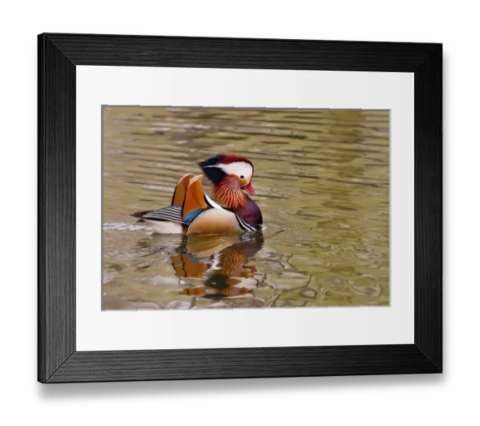 Framed Print : Beijing, China, Male mandarin duck swimming in pond Framed Print : Beijing, China, Male mandarin duck swimming in pond