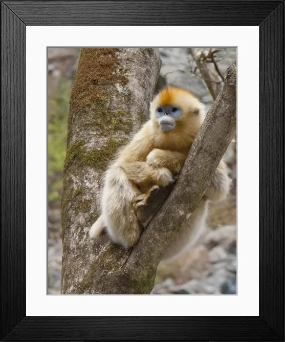 Framed Print : Qinling Mountains, China, female Golden monkey in tree Framed Print : Qinling Mountains, China, female Golden monkey in tree