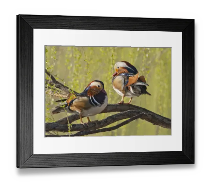 Framed Print : Beijing, China, Two Male Mandarin duck in a tree in the spring Framed Print : Beijing, China, Two Male Mandarin duck in a tree in the spring