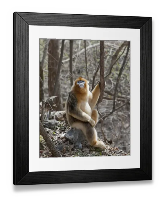 Framed Print : Qinling Mountains, Male Golden Monkey sitting under trees Framed Print : Qinling Mountains, Male Golden Monkey sitting under trees