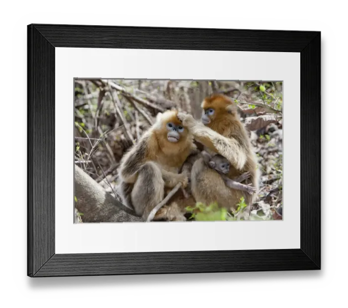 Framed Print : Qinling Mountains, China, Golden Monkey family grooming Framed Print : Qinling Mountains, China, Golden Monkey family grooming