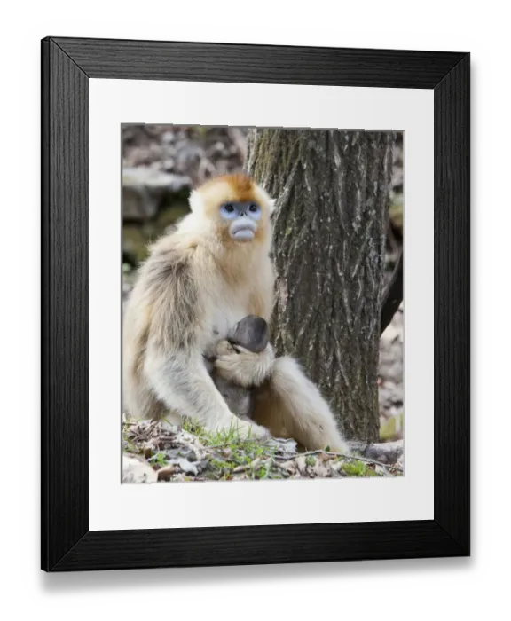 Framed Print : Qinling Mountains, China, Female Golden Monkey with newborn Framed Print : Qinling Mountains, China, Female Golden Monkey with newborn