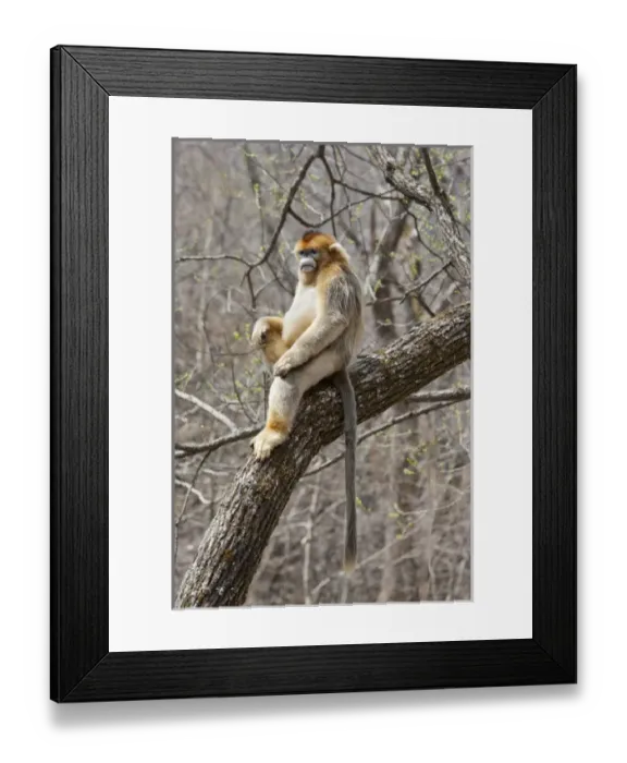 Framed Print : Qinling Mountains, China, Male Golden Monkey sitting in tree Framed Print : Qinling Mountains, China, Male Golden Monkey sitting in tree