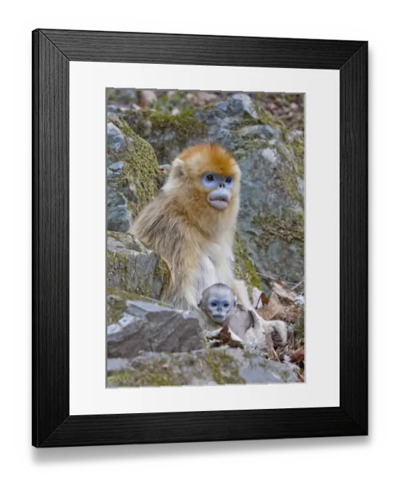 Framed Print : Qinling Mountains, China, Female Golden monkey with infant