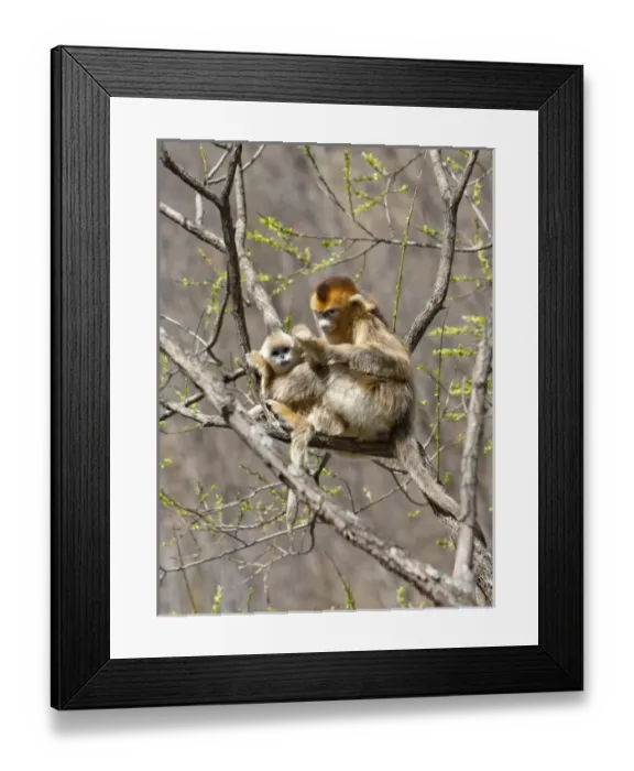 Framed Print : Qinling Mountains, Female Golden Monkey grooming youngster in tree