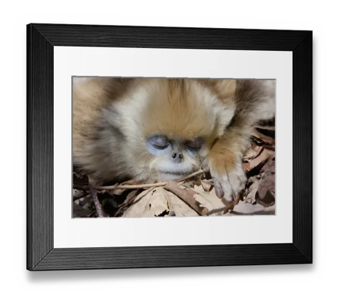 Framed Print : Qinling Mountains, China, Young Golden monkey sleeping in sun Framed Print : Qinling Mountains, China, Young Golden monkey sleeping in sun