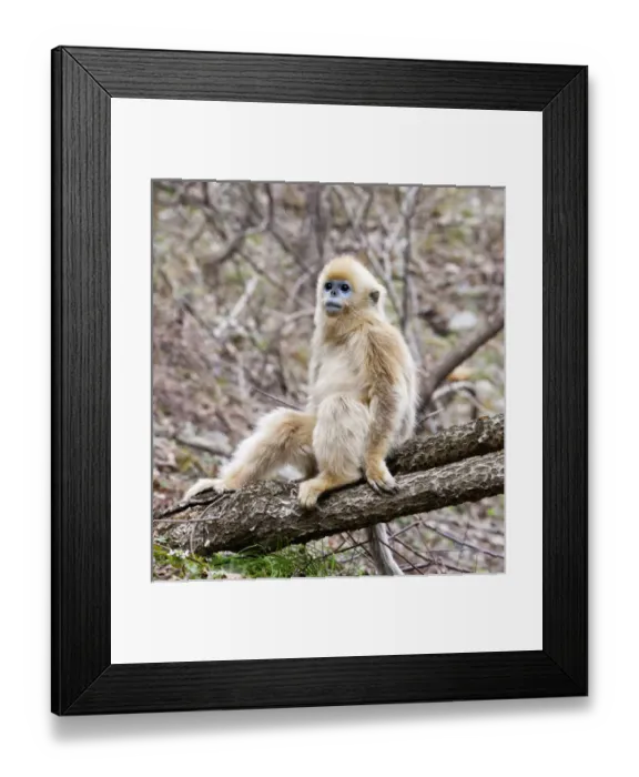 Framed Print : Qinling Mountains, China, Young Golden monkey sitting in tree Framed Print : Qinling Mountains, China, Young Golden monkey sitting in tree