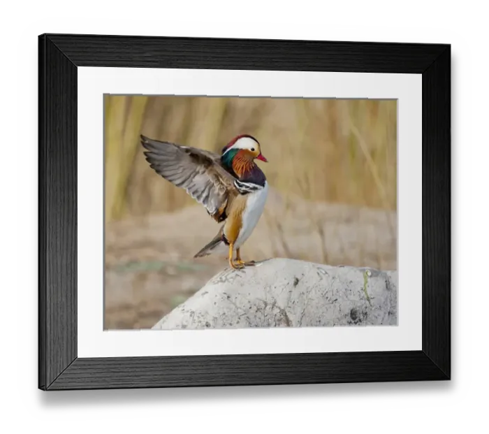 Framed Print : Beijing, China; Male Mandarin Duck flapping and drying wings on a rock Framed Print : Beijing, China; Male Mandarin Duck flapping and drying wings on a rock