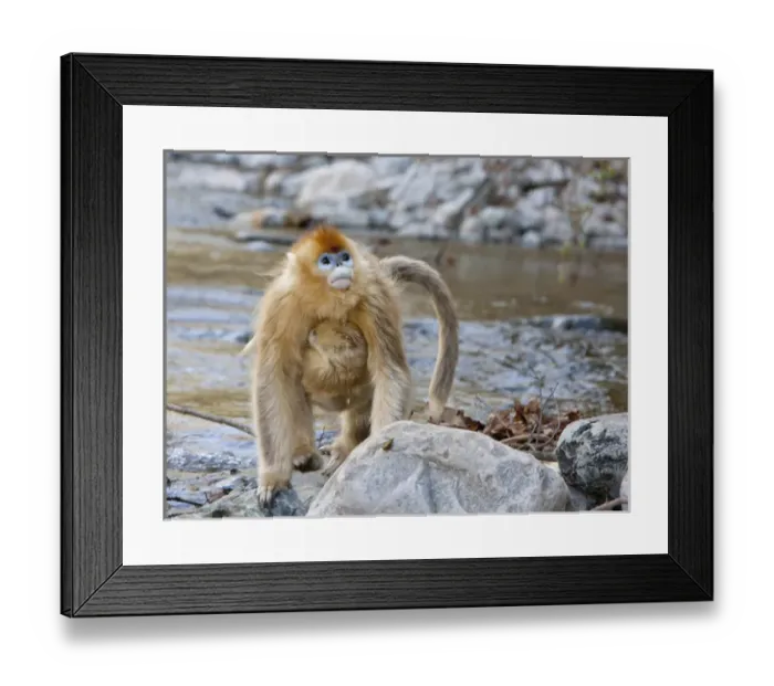 Framed Print : Qinling Mountains, China, Female Golden monkey carrying young as she drinks from a stream Framed Print : Qinling Mountains, China, Female Golden monkey carrying young as she drinks from a stream