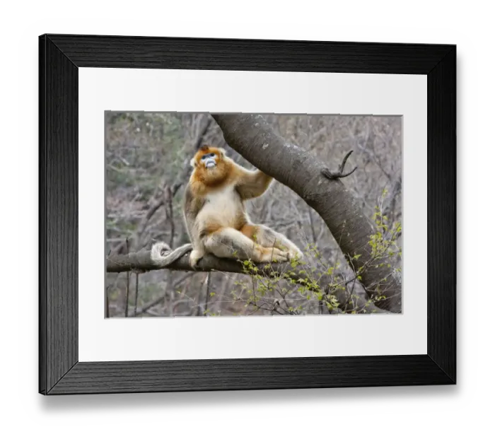Framed Print : Qinling Mountains, China, Portrait of male Golden monkey in tree