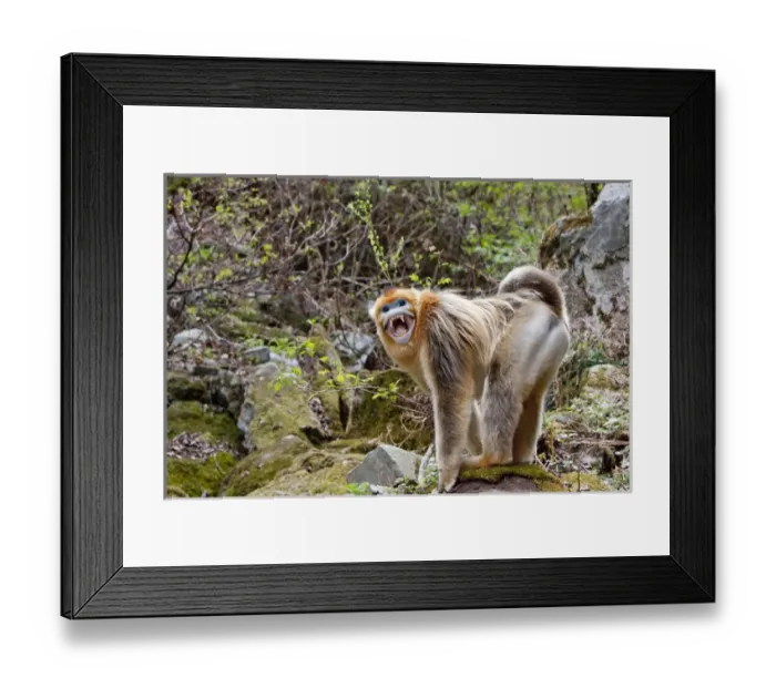 Framed Print : Qinling Mountains, China, Male Golden monkey showing teeth in defiance Framed Print : Qinling Mountains, China, Male Golden monkey showing teeth in defiance