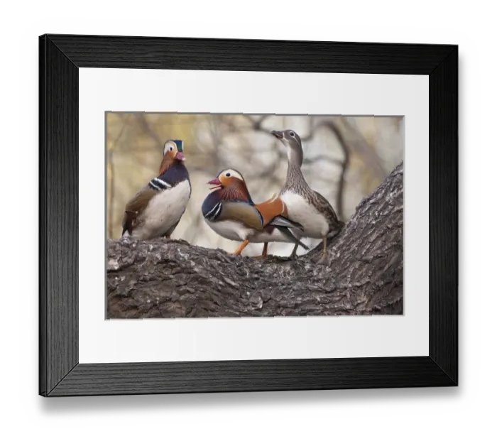 Framed Print : Beijing, China, Two males vying for a female Mandarin duck during breeding season Framed Print : Beijing, China, Two males vying for a female Mandarin duck during breeding season