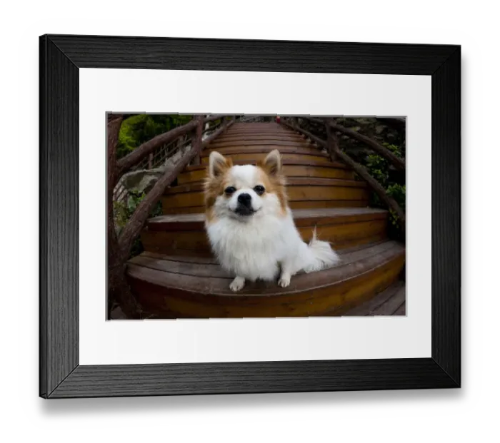 Framed Print : Pomeranian, Yuanyang, China Framed Print : Pomeranian, Yuanyang, China