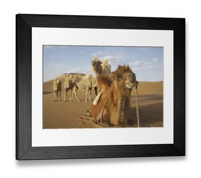 Framed Print : China, Inner Mongolia, Badan Jilin Desert. Close-up of caravan camels in desert. Credit as Framed Print : China, Inner Mongolia, Badan Jilin Desert. Close-up of caravan camels in desert. Credit as