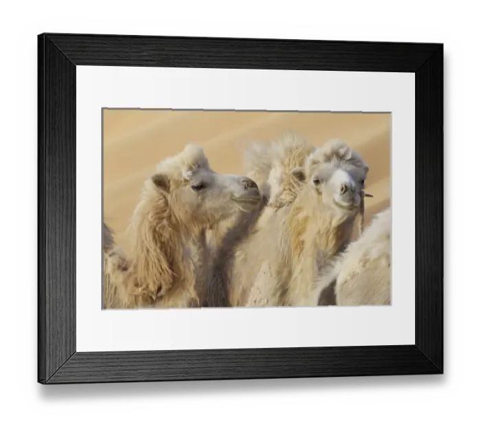 Framed Print : China, Gansu Province, Badanjilin Desert. Close-up of camels in a desert convoy. Credit as