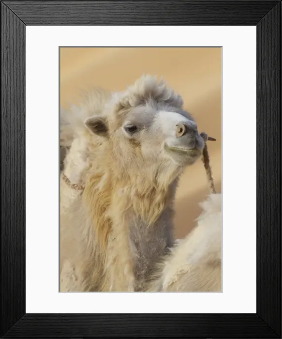 Framed Print : China, Gansu Province, Badanjilin Desert. Close-up of camel in a desert convoy. Credit as